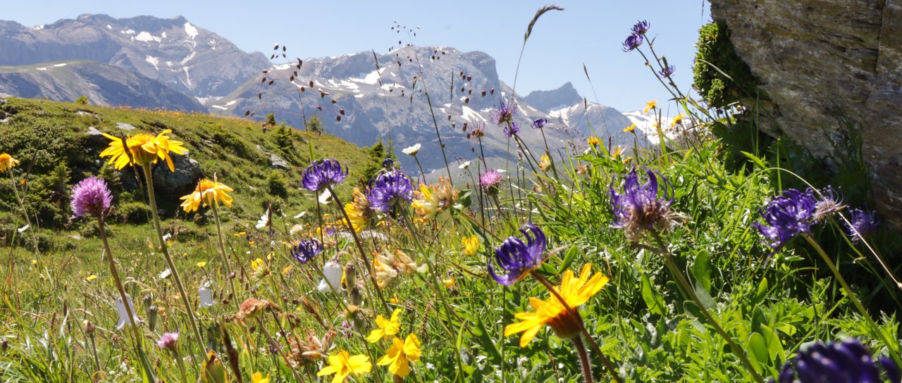 Alpenblumen Wiese mit gelben und violetten Blumen und felsigen Bergen im Hintergrund
