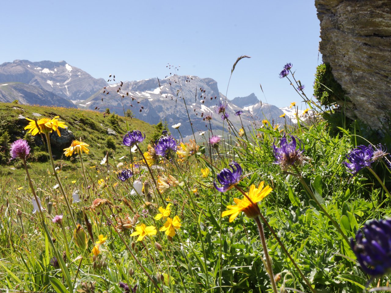 Alpenwiese mit gelben und violetten Blumen. Im Hintergrund Berge. 