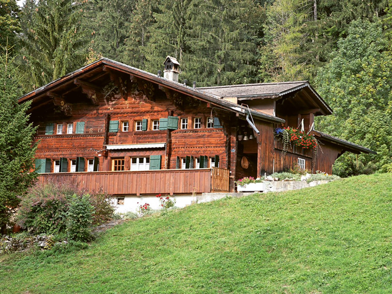 Ein Simmentalerhaus mit grünen Fensteladen vor dem grünen Tannenwald