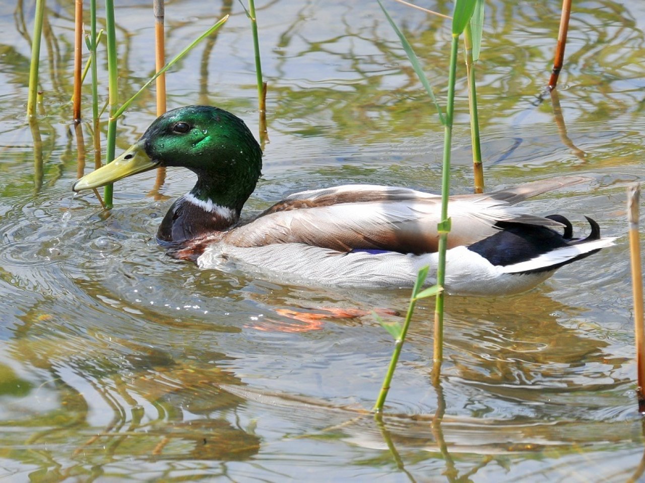Eine Stockente im Wasser mit grünem Kopf, einem gelben Schnabel und weiss-braunem Gefieder.