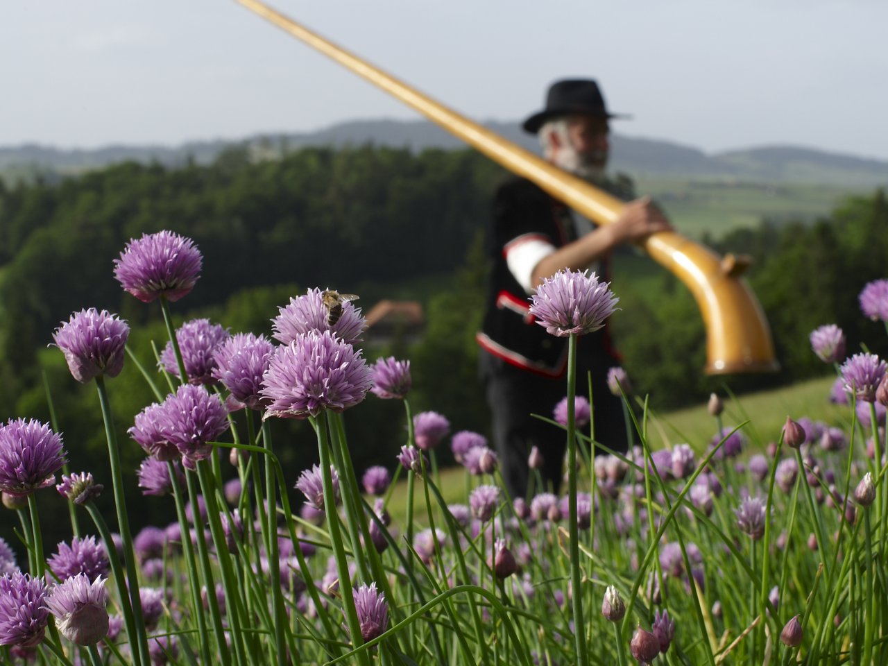Violette Alpenblumen im Vordergrund, dahinter in der Unschärfe läuft ein Mann mit Tracht und Alphorn über eine Wiese.